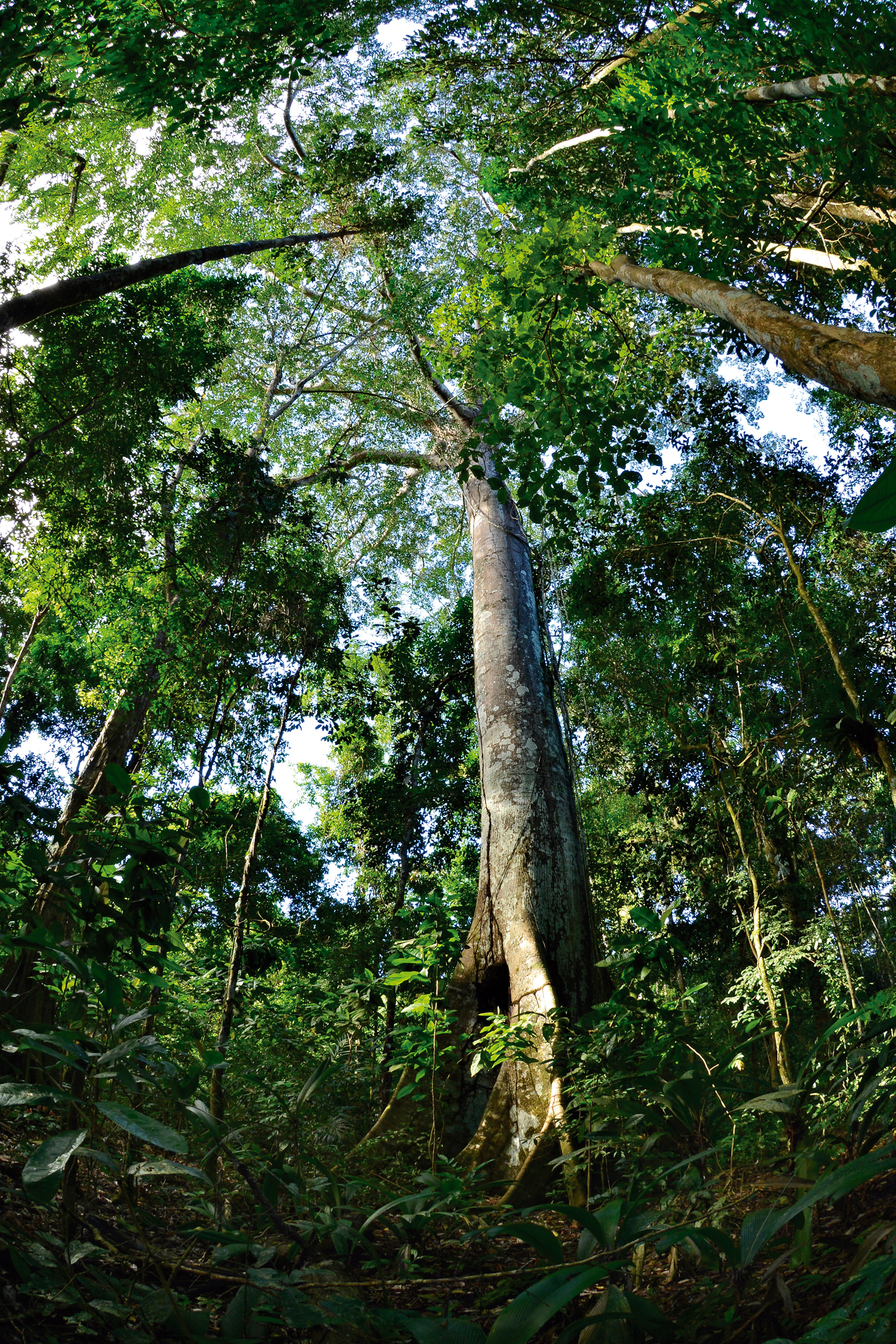 Amazônia: Área protegida apoiada pelo Arpa (Áreas Protegidas da Amazônia), no Parque Nacional do Juruena – Amazonas