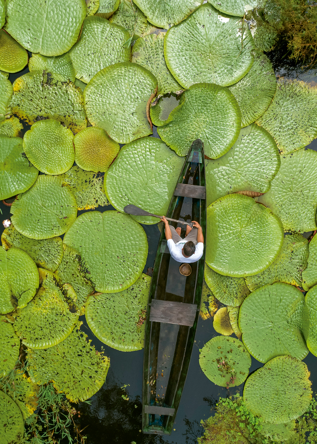 Amazônia: Ribeirinho em canoa em lagoa com vitória-régia (<em>Victoria amazônica</em>) em Careiro - Amazonas