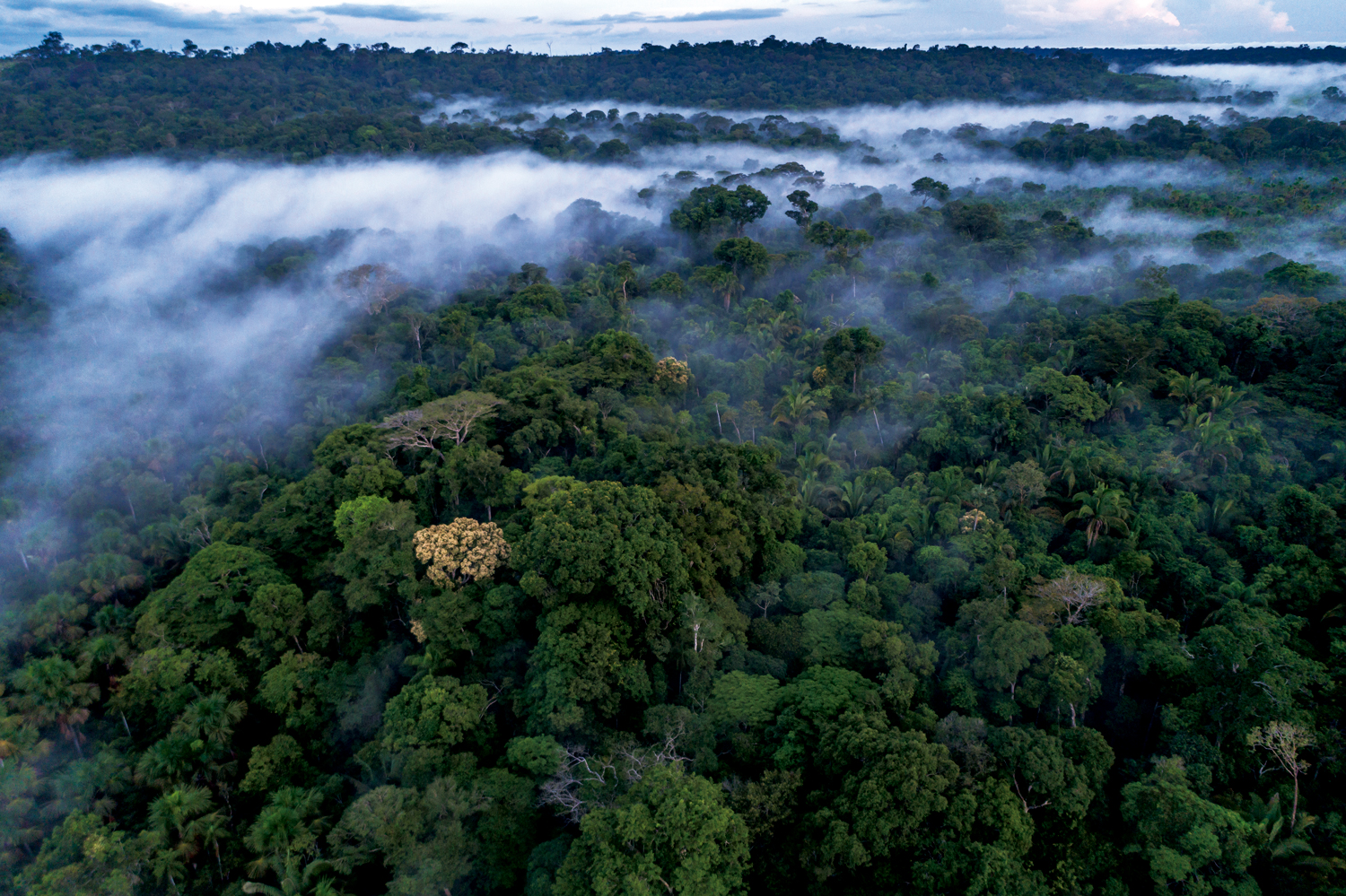 Amazônia: Vista aérea da Floresta Amazônica, Assentamento Juma, Apuí – Amazonas