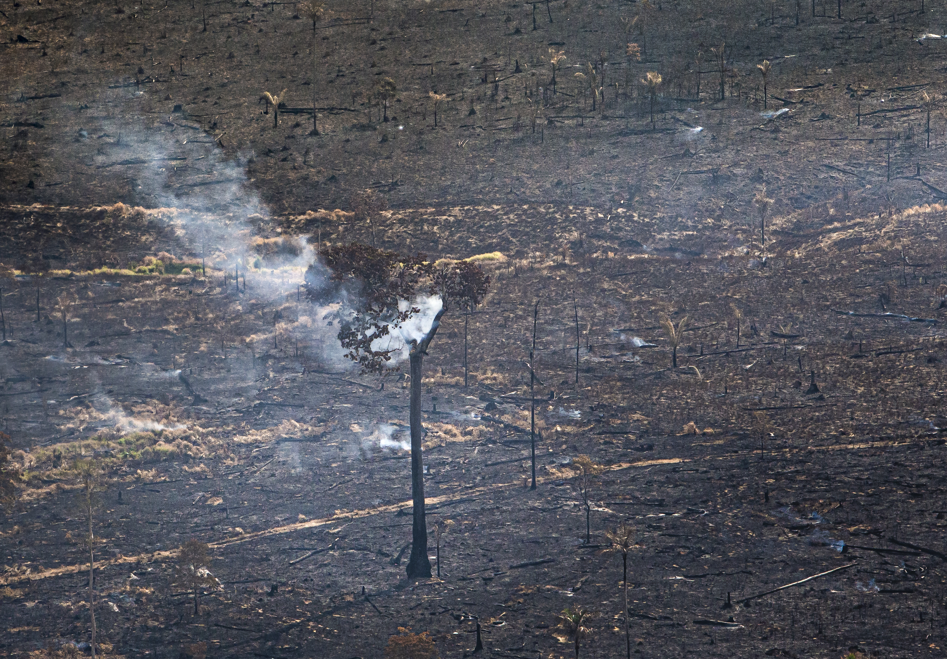 Árvore isolada em queimada na Amazônia. Foto tirada em setembro de 2019 em sobrevoo no Sul do Pará. Queimadas, desmatamento, Amazônia
