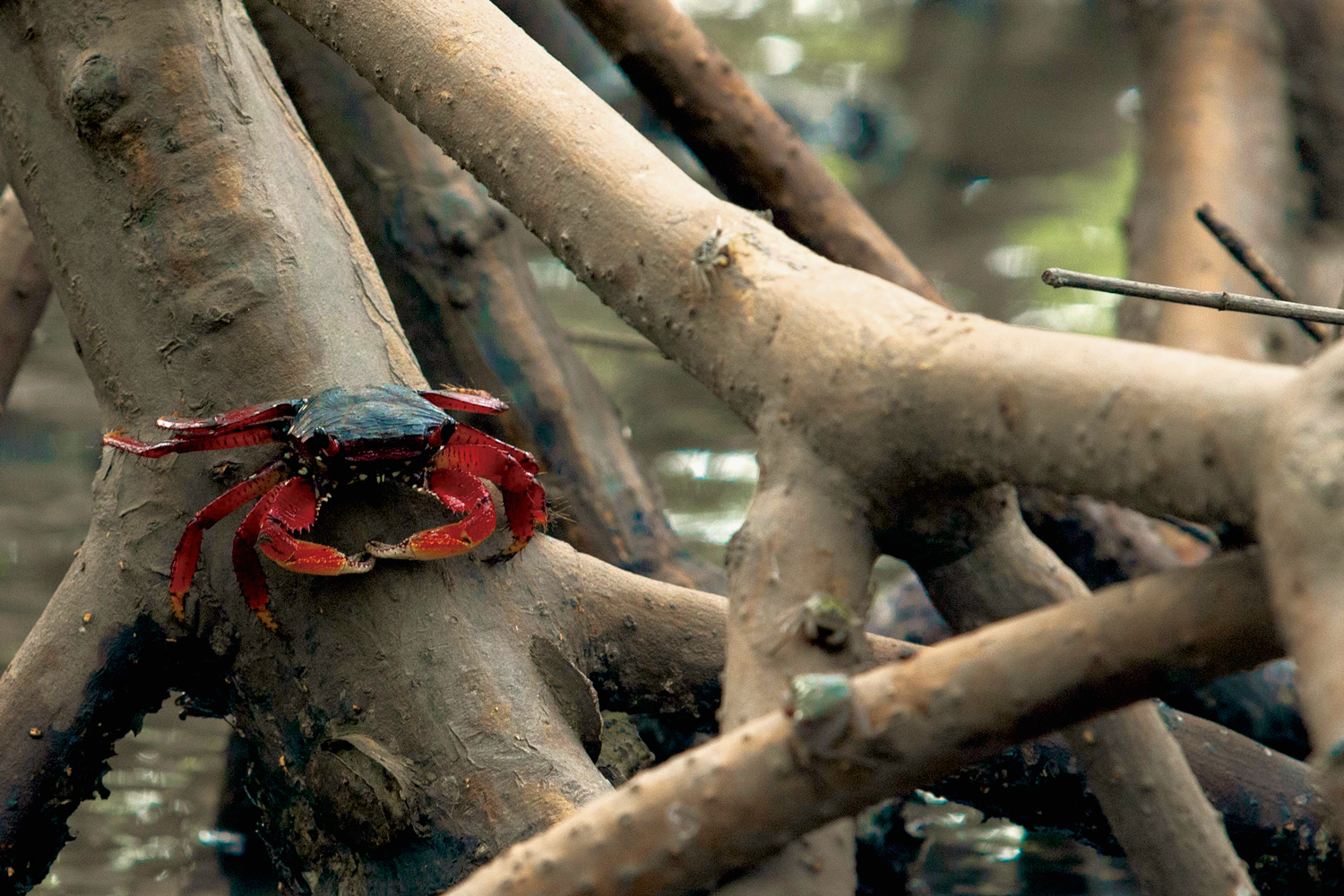 Aratu-vermelho (Goniopsis cruentata) em mangue de Canavieiras – Bahia