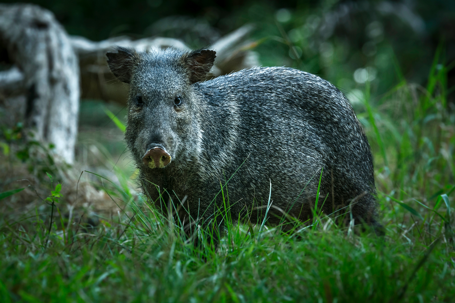 Cateto (Pecari tajacu) também conhecido como porco-do-mato, em Poconé – Mato Grosso