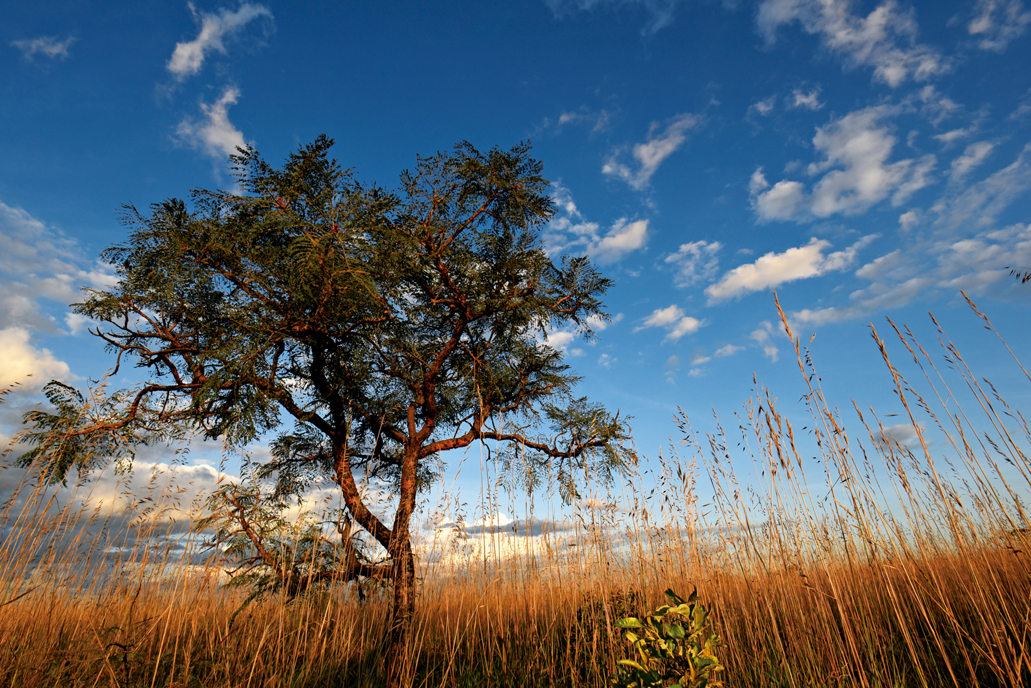 Cerrado: Paisagem de Campos de Cerrado, Parque Nacional das Emas – Goiás