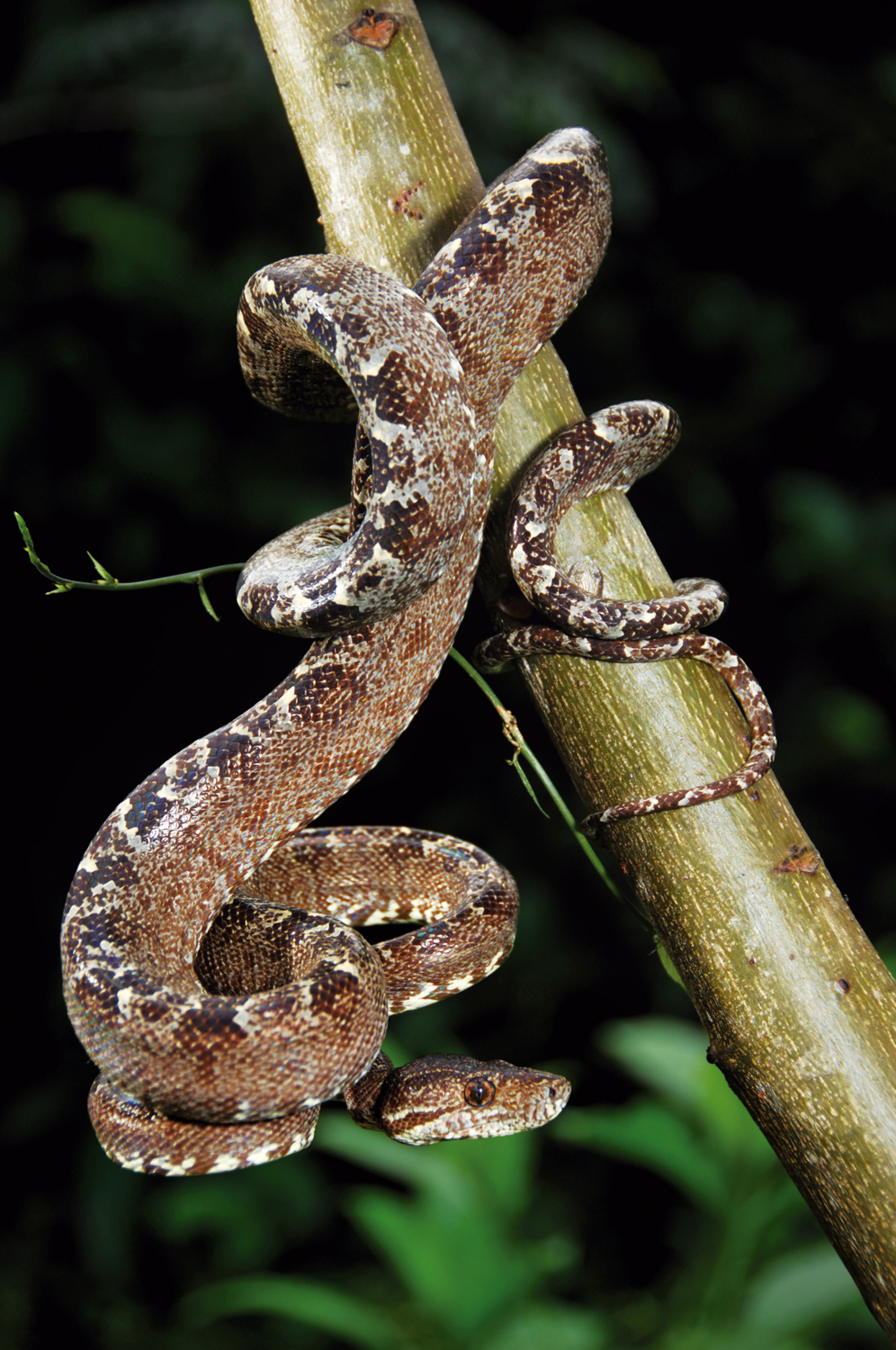 Cobra (Corallus hortulanus) na Reserva Extrativista Terra do Meio, Pará