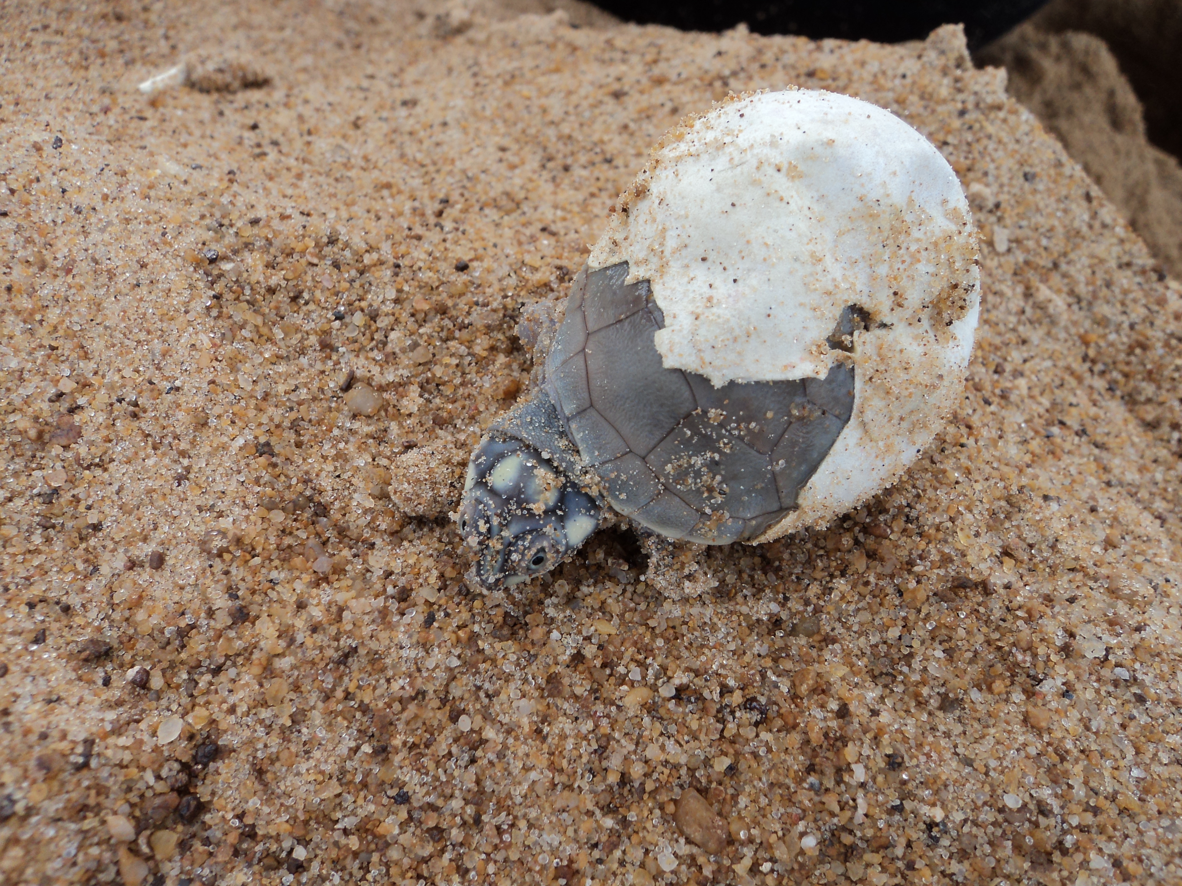 Ensuring a well-conserved Tabuleiro do Embaubal | WWF Brasil