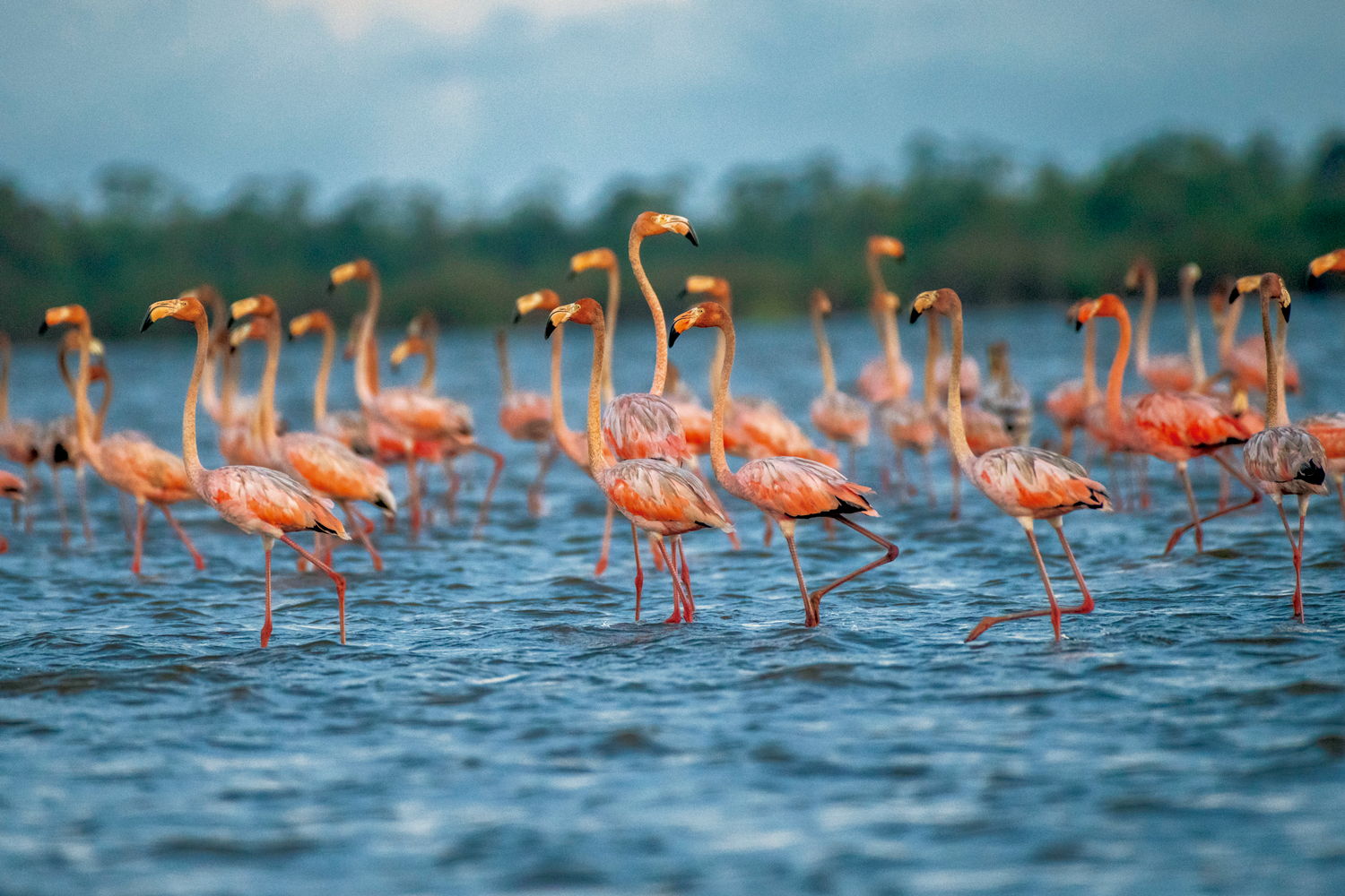Flamingos (Phoenicopterus ruber) no lago Bonome - Amapá