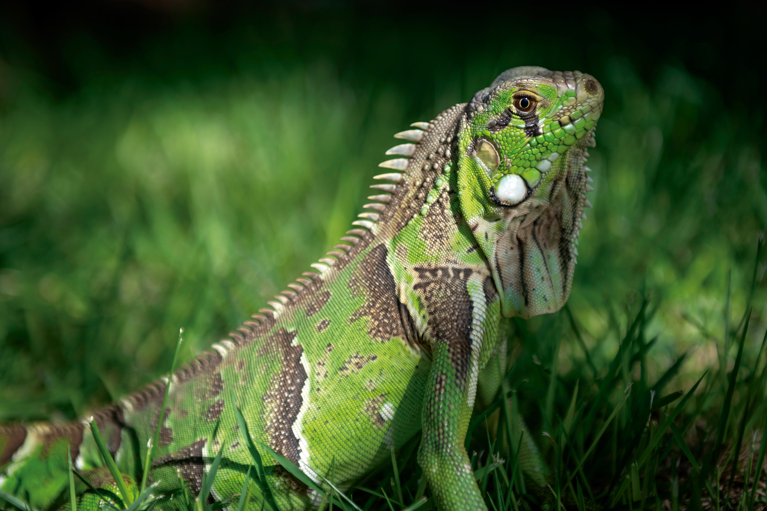 Iguana-verde (Iguana iguana) no sertão caatinga de Delmiro Gouveia - Alagoas