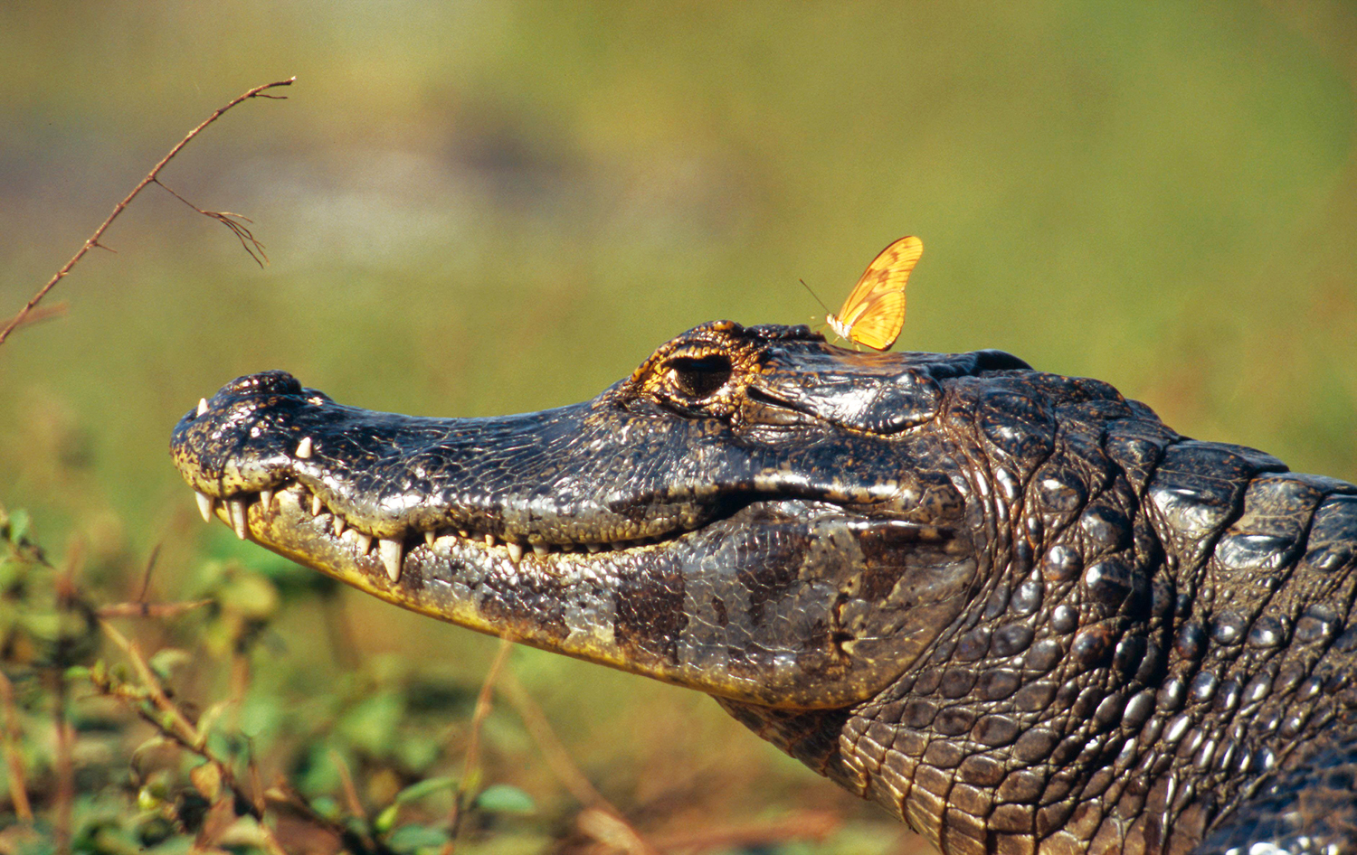Borboleta-fogo-no-ar (Dryas iulia) pousa sobre a cabeça de um jacaré (<em>Caiman yacare</em>) no Pantanal, Mato Grosso