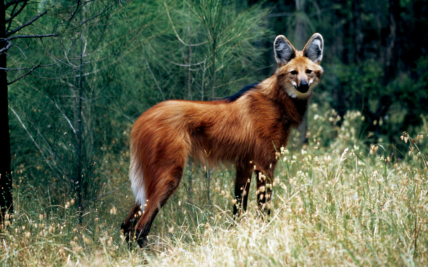 Lobo-guará (Chrysocyon brachyurus)