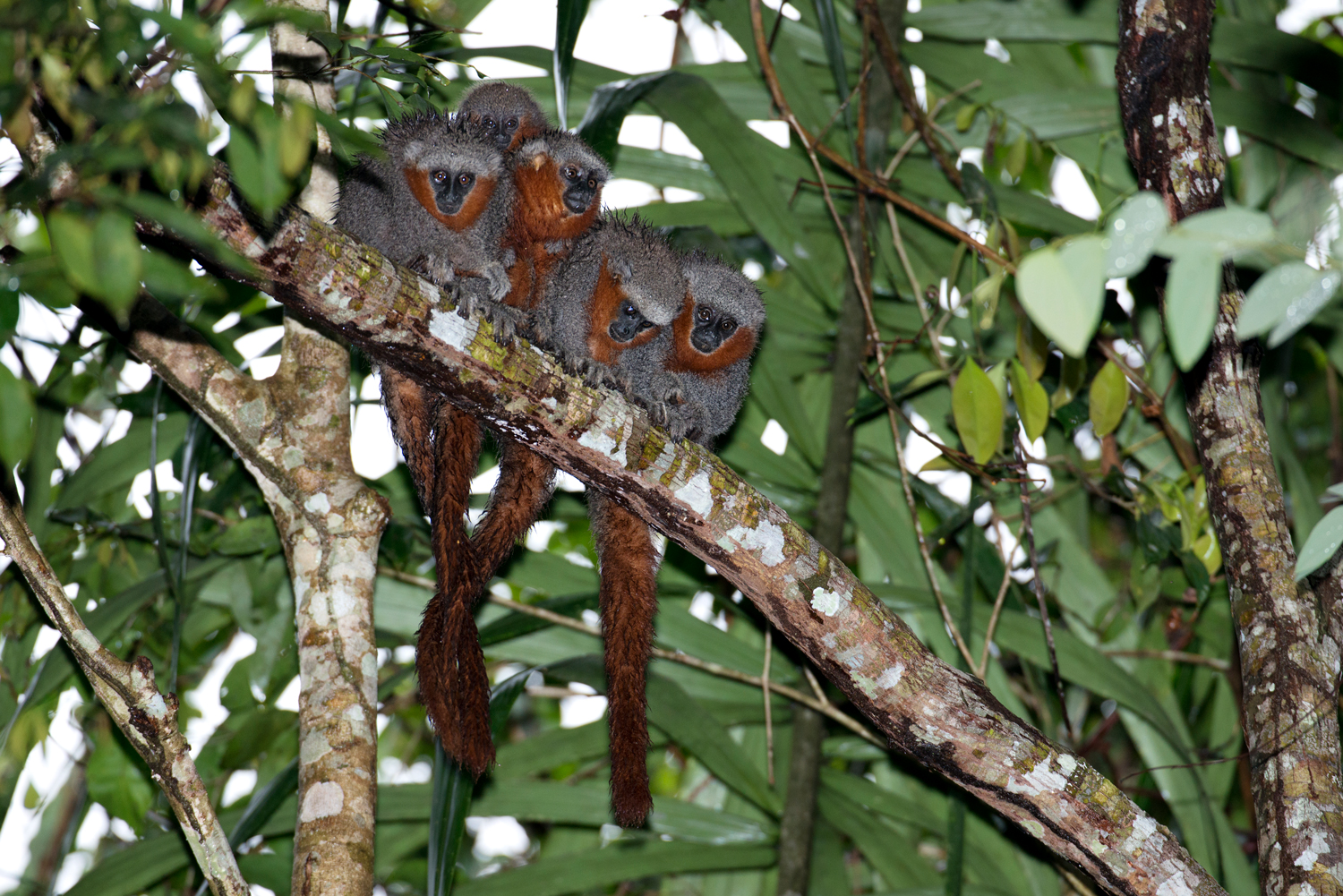 Macaco zogue-zogue-rabo-de-fogo (Callicebus miltoni), no Rio Roosevelt, divisa do Mato Grosso com Amazonas