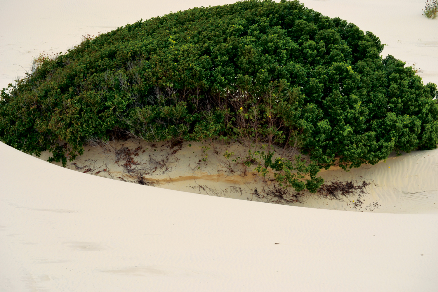 Mata Atlântica: Dunas da praia do saco, em Estância – Sergipe