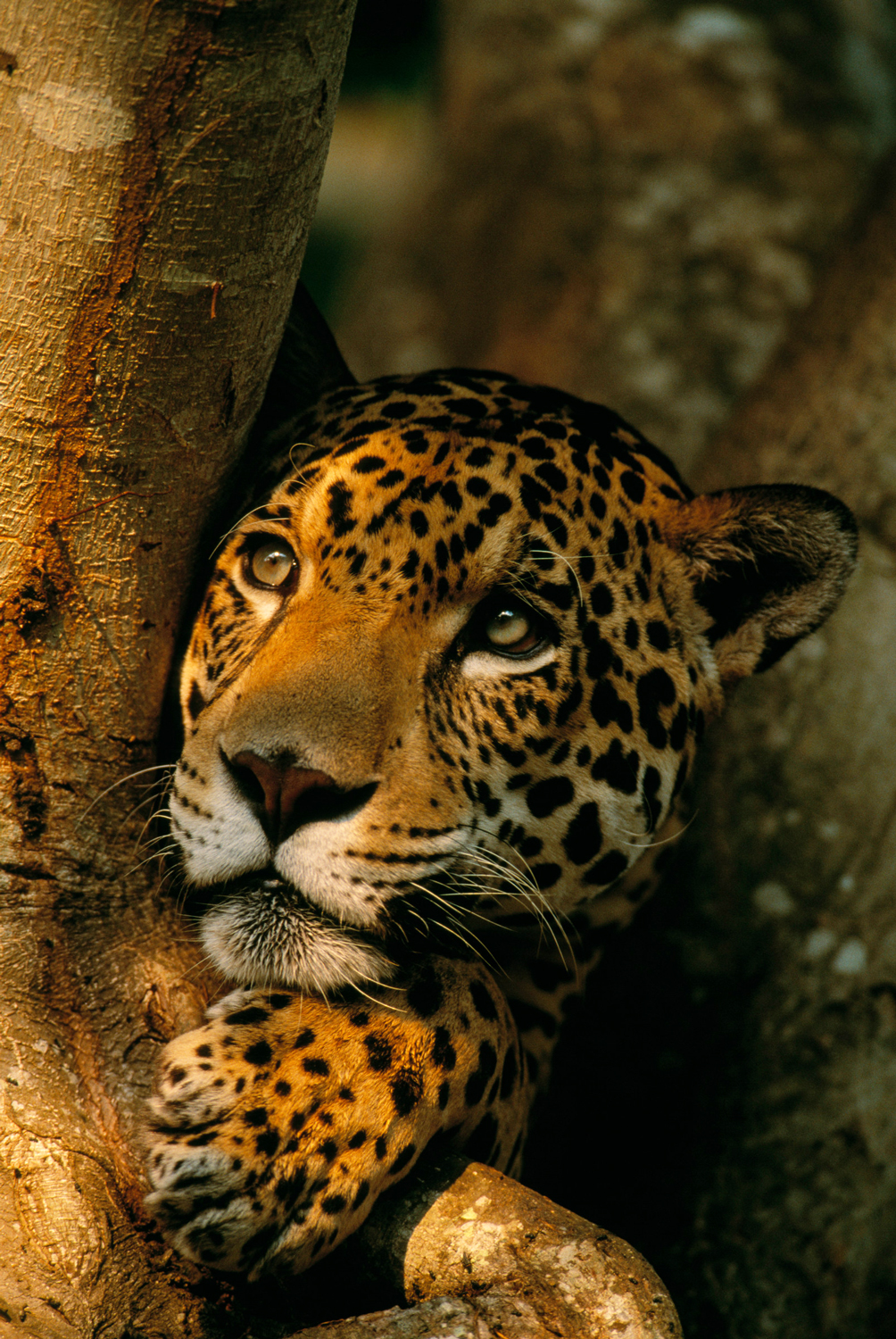 Onça (Panthera onca) no pantanal, Mato Grosso