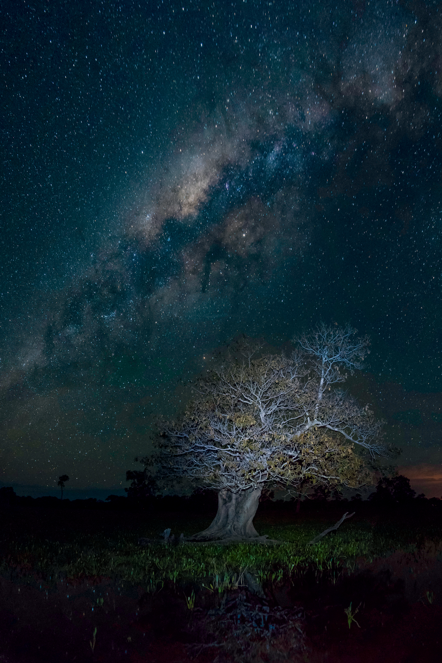 Pantanal: Figueira e céu estrelado, lagoa Piuval à noite, Pantanal em Poconé – Mato Grosso