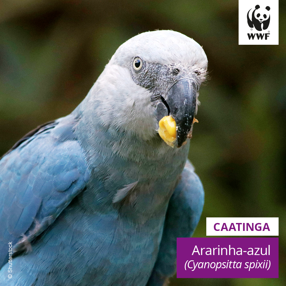 Conheça um animal de cada bioma brasileiro | WWF Brasil