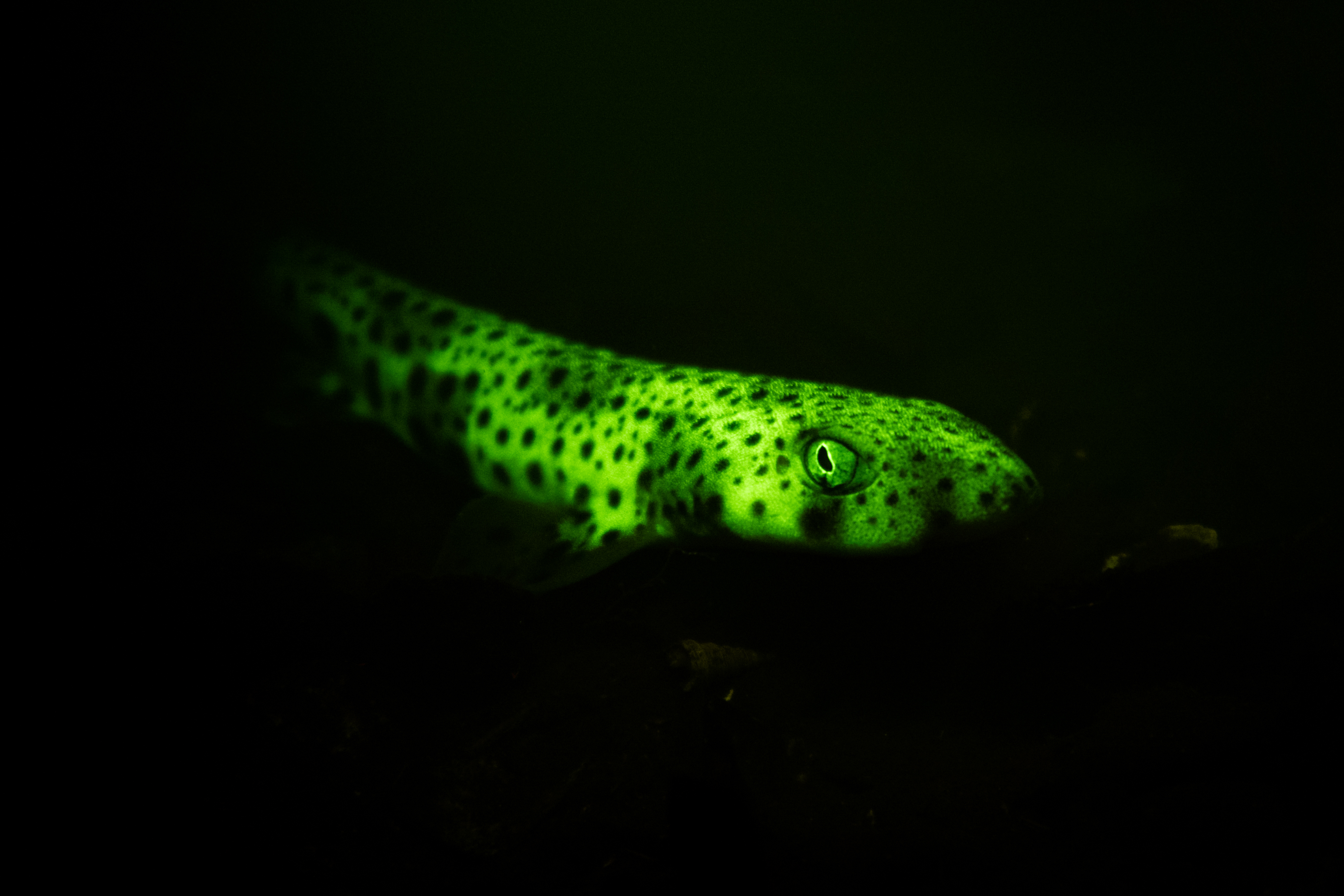 Tubarão-gato-de-manchas-pequenas biofluorescente (Scyliorhinus canicula)