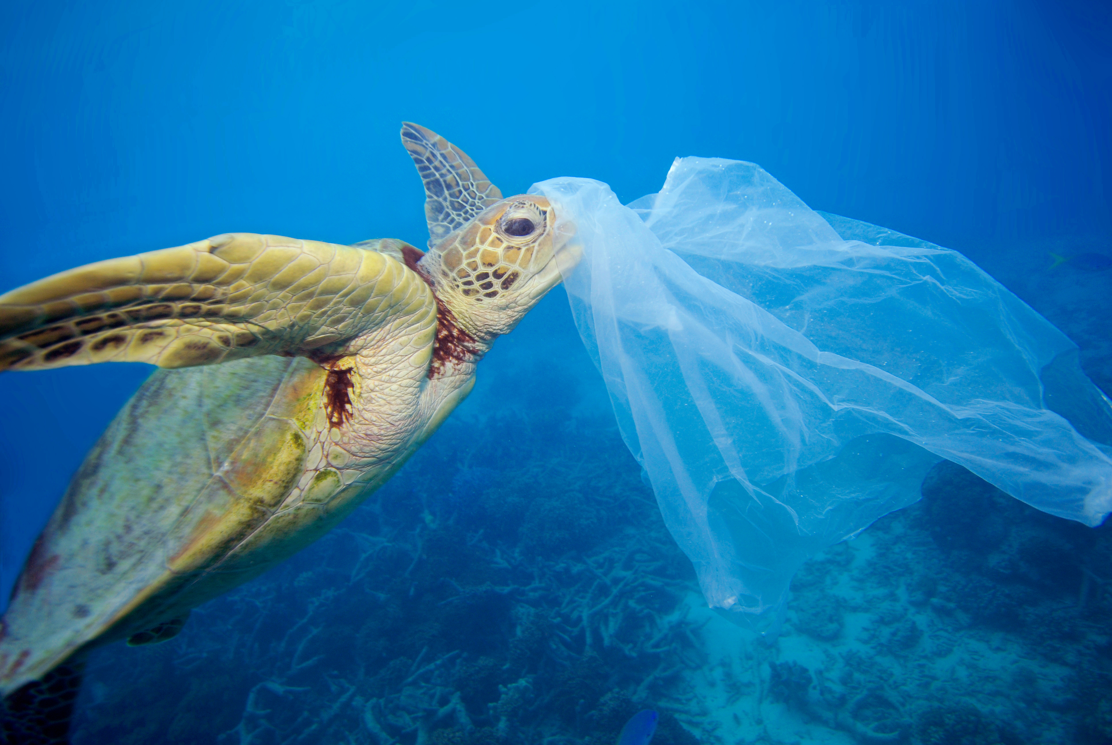 Brasil é o 4º país do mundo que mais gera lixo plástico | WWF Brasil