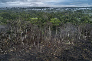 Desmatamento da floresta amazônica, em Maués