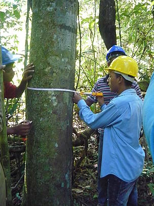 Durante o curso, participantes aprenderam a fazer o manejo florestal de pequena escala