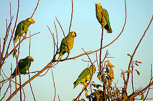 O papagaio-galego é uma espécie do Cerrado.