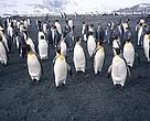 As colônias do Pingüim Imperador, o maior e mais majestoso do mundo, sofreram redução cerca de 50% no último século.