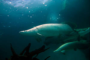 Arapaima The Freshwater Giant Wwf Brasil