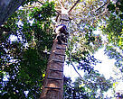 Árvore de observacao da harpia com instalação na árvore de estrutura para subida e observação e fotografia do ninho da harpia