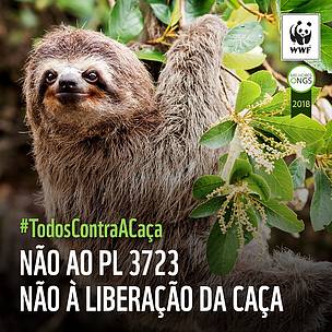 Câmara Pode Liberar Caça De Animais Silvestres No Brasil | WWF Brasil