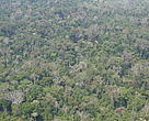 Vista aérea de floresta no Acre