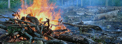 Madeira queimando. Amazonas, Brasil. rel=