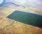 Desmatamento causado pela agricultura na região do Xingu