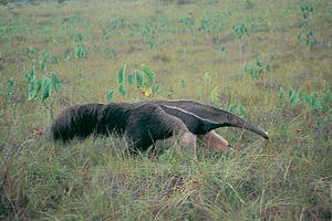The Giant anteater is easily recognisable by its characteristic coat.