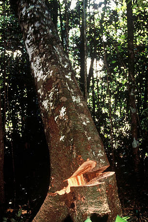 Árvore de mogno sendo derrubada, nos arredores de Paragominas, no Amazonas.