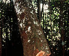 Árvore de mogno sendo derrubada, nos arredores de Paragominas, no Amazonas.