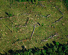 Vista aérea de área desmatada no Parque Nacional Juruena. A cobertura florestal está sendo substituída por pastos.