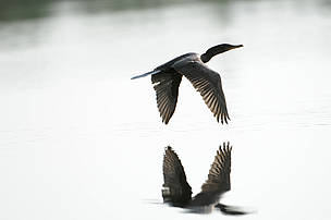 Biguá (Phalacrocorax brasilianus) voando sobre o rio Jufari, durante a expedição Mariuá-Jauaperi, na fronteira entre os estados do Amazonas e Roraima.