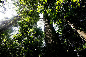 Detalhes da vegetação da floresta Amazônica, Acre, Brasil.