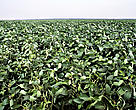Folhas de soja (Glycine max) em uma grande plantação na região de Rondonópolis, Mato Grosso.