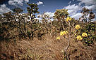 More open Cerrado habitat, showing flowering Ipe tree in the Pirenopolis area, Cerrado, Brazil. 
© Juan Pratginestos / WWF