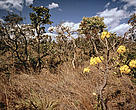 More open Cerrado habitat, showing flowering Ipe tree in the Pirenopolis area, Cerrado, Brazil.