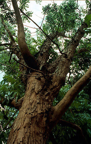 Mogno-brasileiro (Swietenia macrophylla), Amazonas, Brasil. 
© Paul Forster / WWF