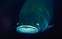 Pirarucu (Arapaima gigas), um dos maiores peixes de água doce no planeta. 
© Michel Roggo / WWF