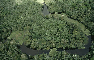 Vista aérea de floresta alagada entre o Rio Amazonas e o Rio Negro no Amazonas, durante o período chuvoso.
