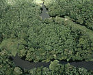 Vista aérea de floresta alagada entre o Rio Amazonas e o Rio Negro no Amazonas, durante o período chuvoso.