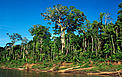 Swietenia macrophylla, o Mogno, ao lado do Rio Manu, no Parque Nacional Manu, Peru. 
© André Bärtschi / WWF