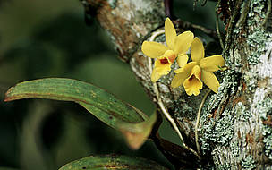 Orquídeas (Orchidaceae fam.); Espírito Santo, Brasil