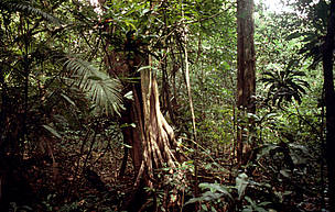 Floresta amazônica, Brasil.