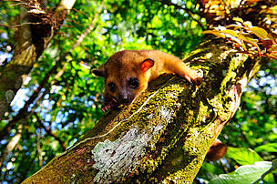Jupará (Potos flavus), mamífero presente na Amazônia brasileira, região do Parque Nacional Montanhas do Tumucumaque