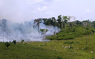 Desmatamento na Amazônia associado à pecuária