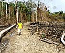 Estudos apontam que, com as mudanças no Código Florestal, o desmatamento aumentaria no país.