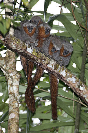 Na expedição promovida em 2013, foram encontradas famílias inteiras do macaquinho